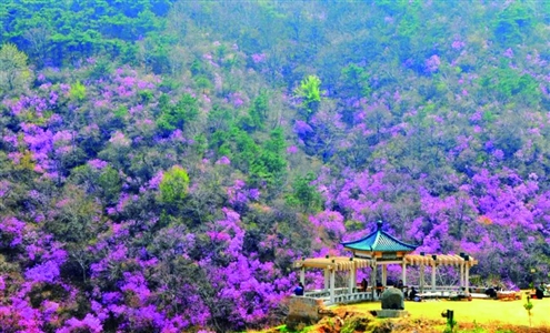 近日五莲山旅游风景区天气持续晴好,春日气息扑面而来 景区供图
